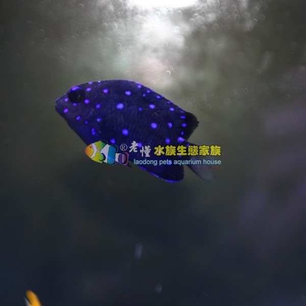 美國星點雀